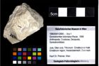 Foto (Objekt + Etiketten) von Goniodromites bidentatus (Reuss, 1858) 